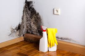  , IN Mold Removal Pros